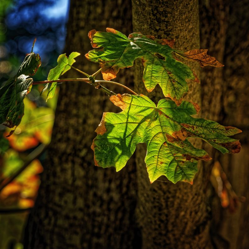 Leaves and Vegitation