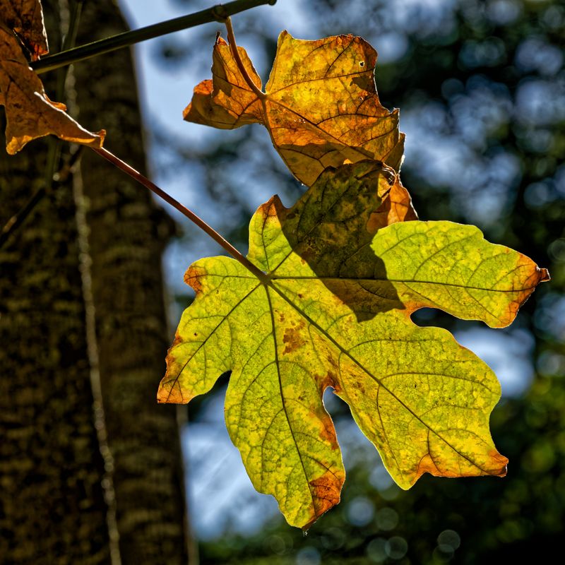 Leaves and Vegitation