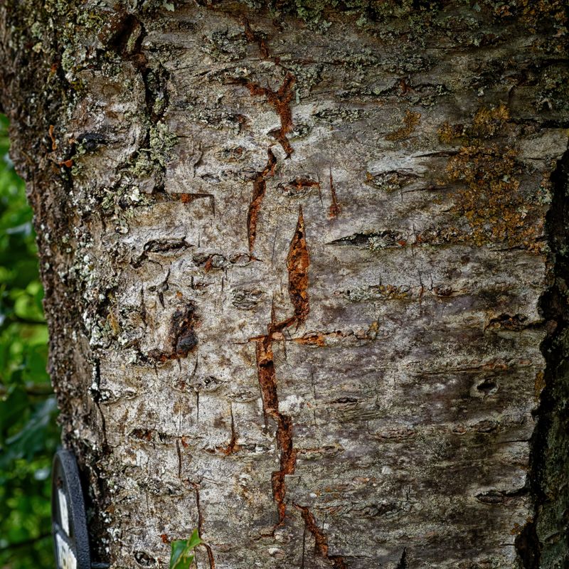 Leaves and Vegitation
