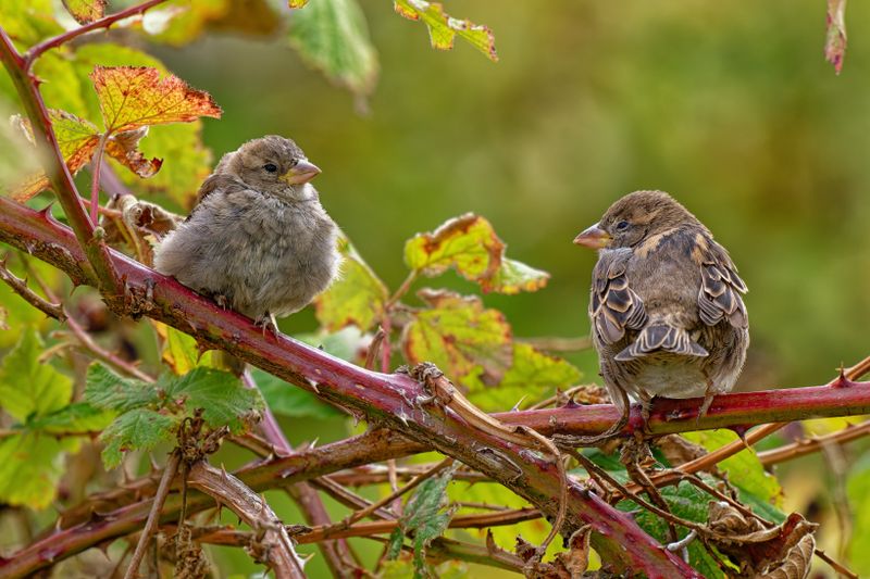 Birds