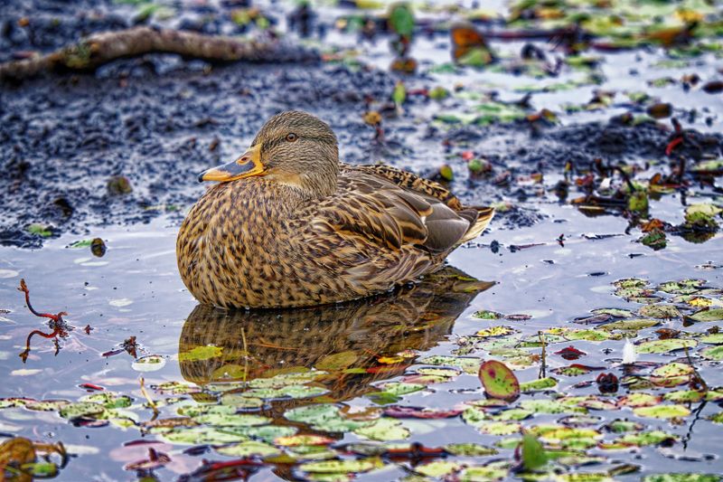 Waterfowl and Shore Birds