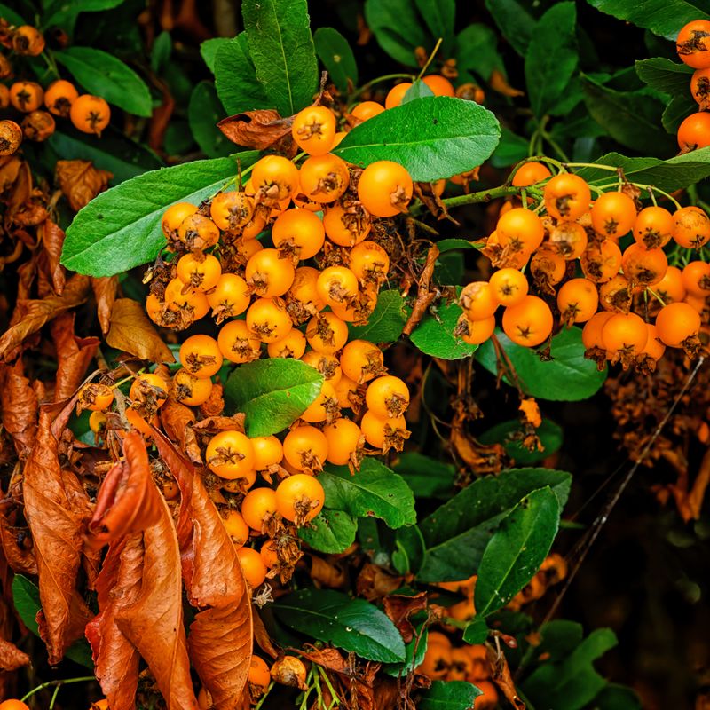 Leaves and Vegitation