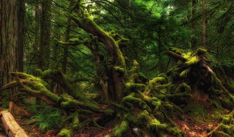 Adventures on Vancouver Island