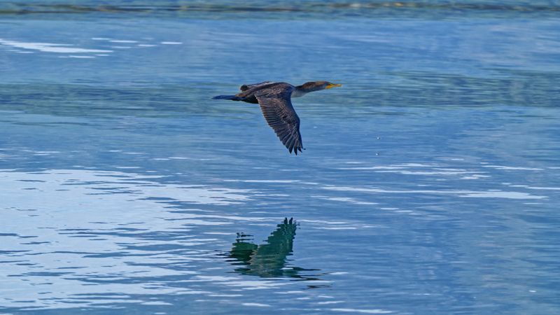 Birds in Flight