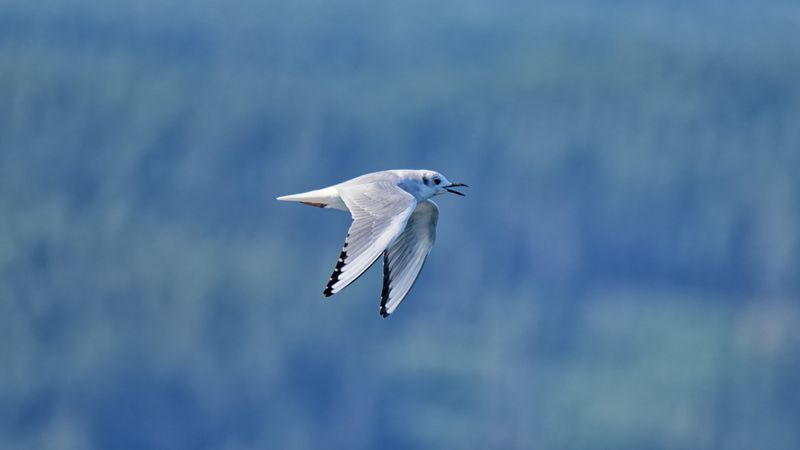 Gulls