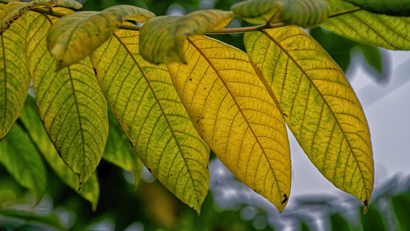 Leaves and Vegitation
