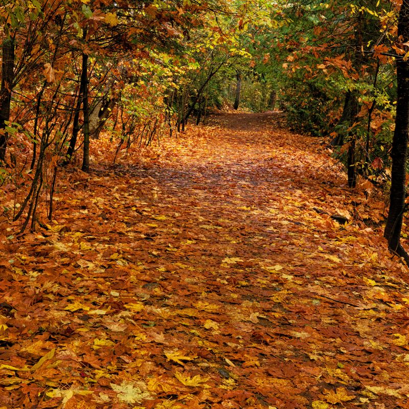 Close to  Home on Vancouver Island