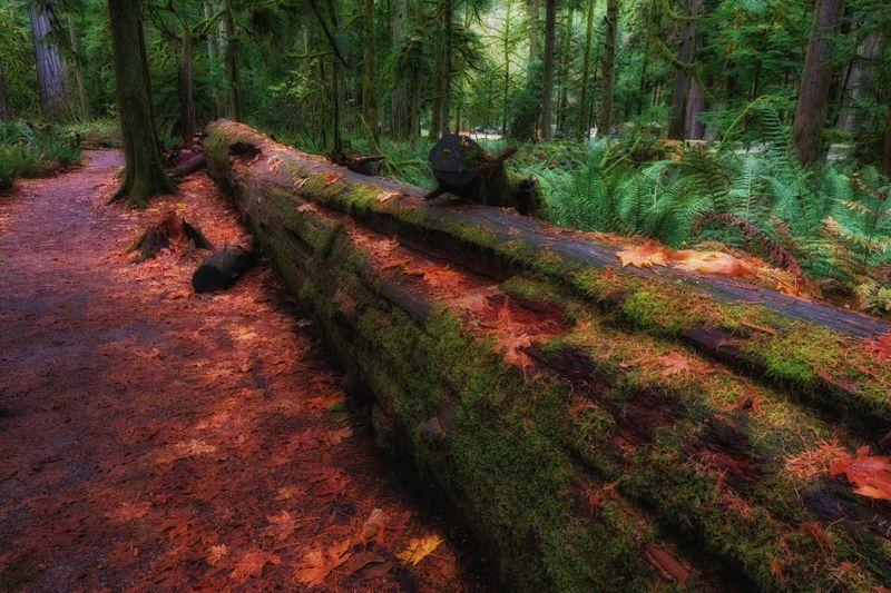 Temperate Rainforest