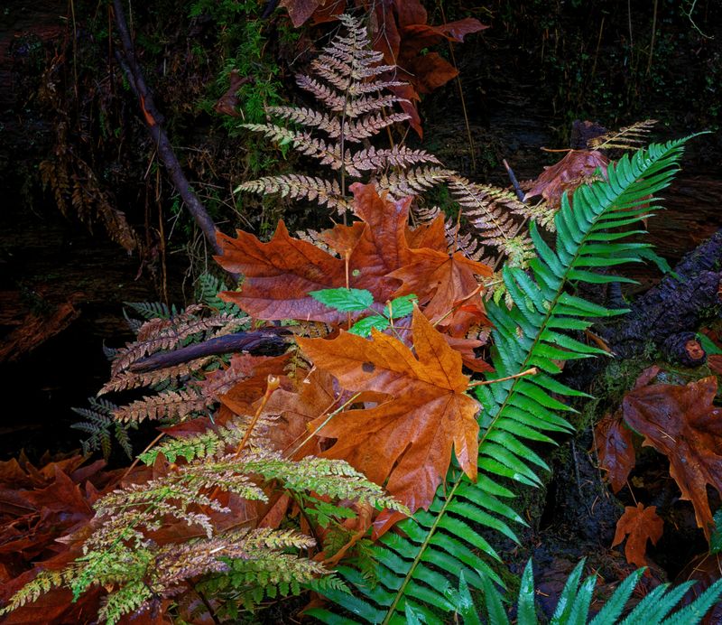 Leaves and Vegitation