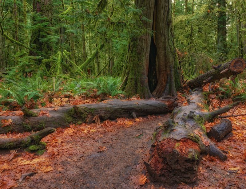 Temperate Rainforest