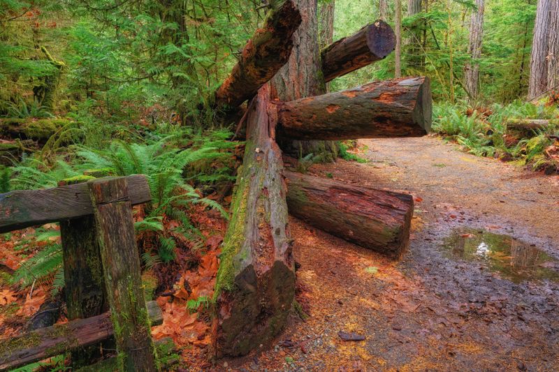 Temperate Rainforest