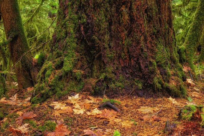 Woodlands and Driftwood