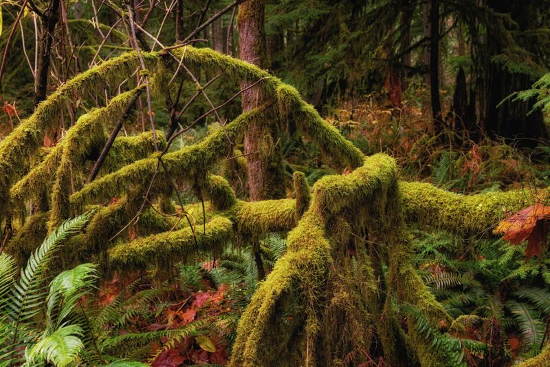 Temperate Rainforest