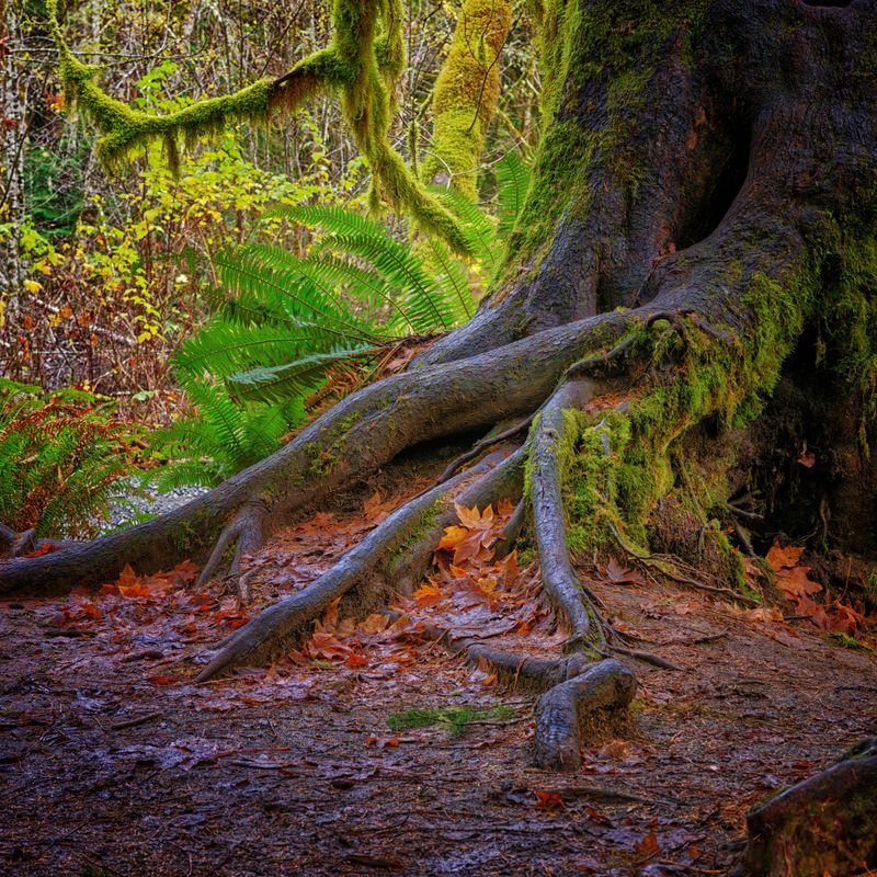 Woodlands and Driftwood