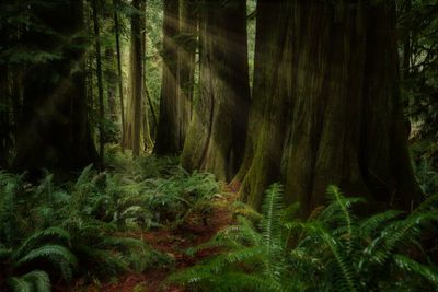 Temperate Rainforest
