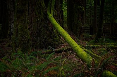 Temperate Rainforest