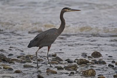 GM5_2630.jpg