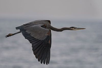 GM5_2640.jpg