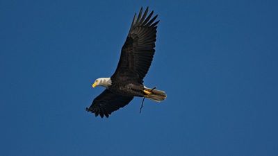 g13/82/941082/3/175184071.385f4afb.JPEG