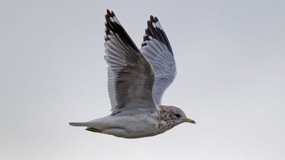 g13/82/941082/3/175301790.f742680c.JPEG