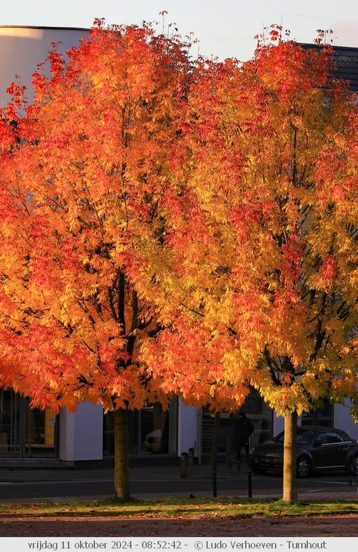 Autumn colours / Herfstkleuren