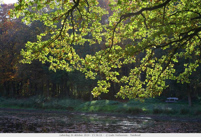 Almost autumn colours