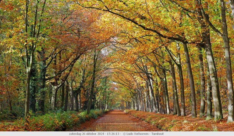 Autumn colours / Herfstkleuren