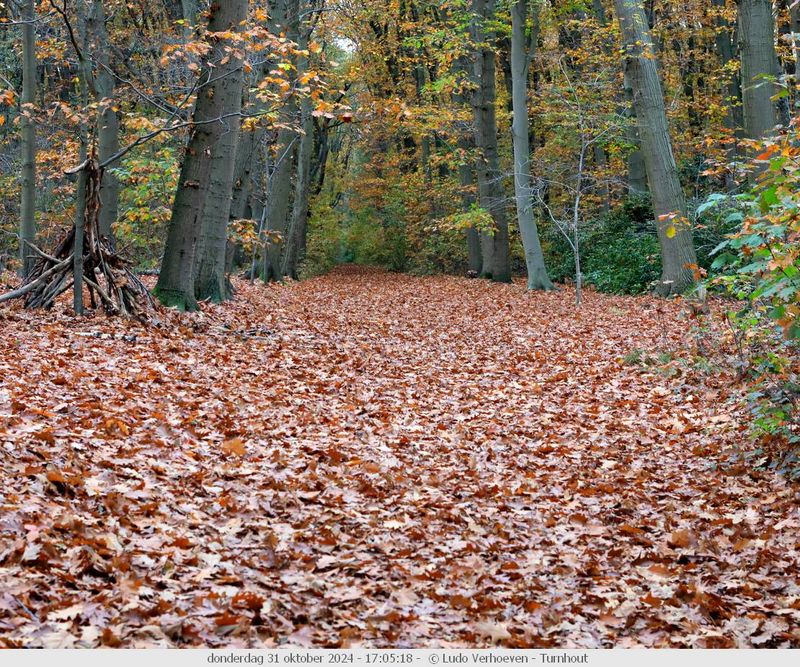 Autumn colours / Herfstkleuren