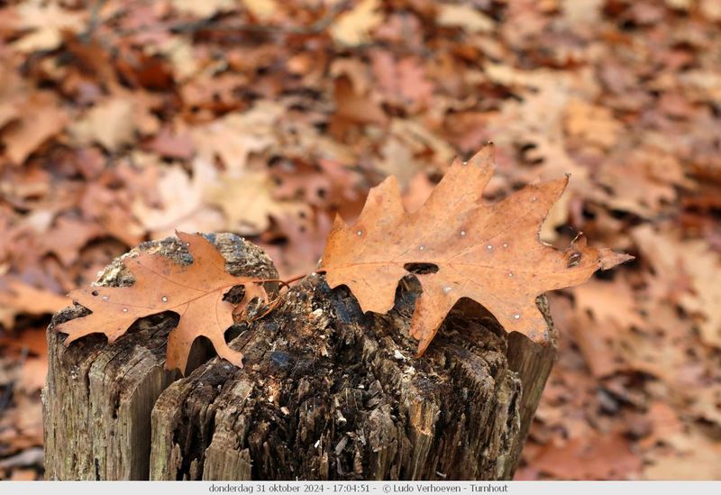 Autumn colours / Herfstkleuren