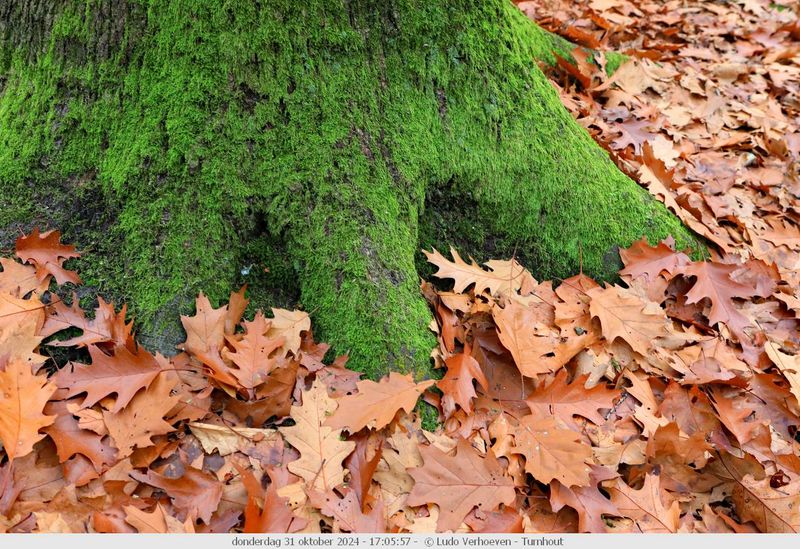 Autumn colours / Herfstkleuren