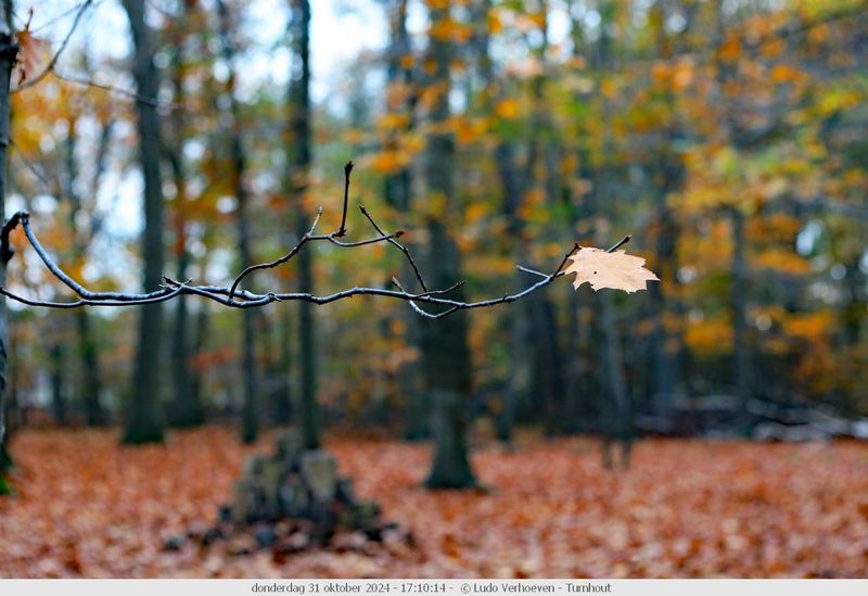 Autumn colours / Herfstkleuren