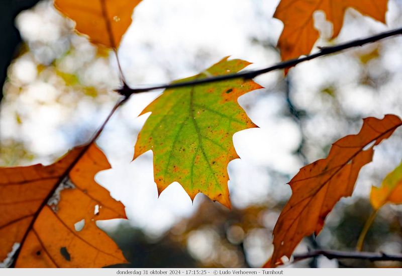 Autumn colours / Herfstkleuren