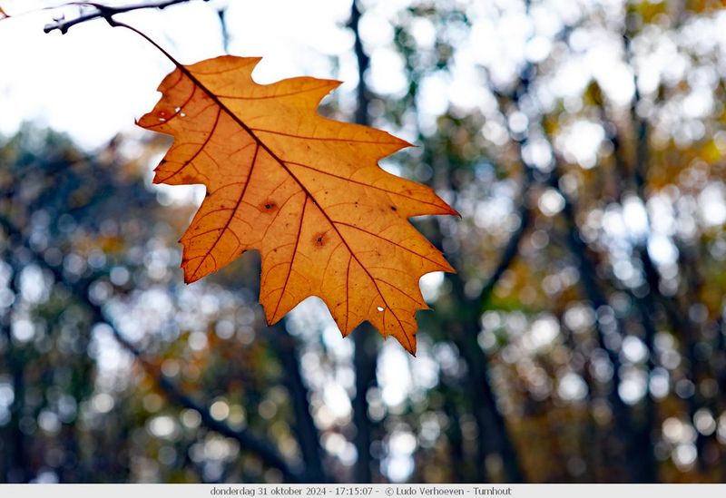 Autumn colours / Herfstkleuren