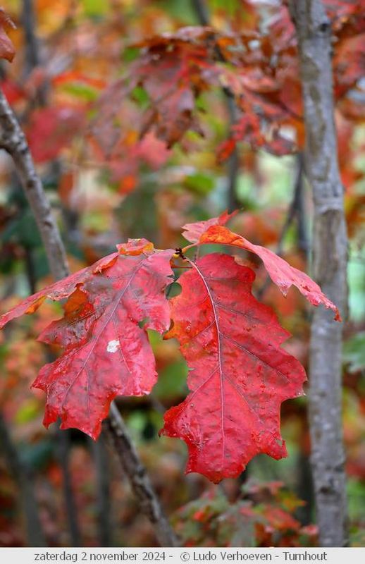 Autumn colours / Herfstkleuren