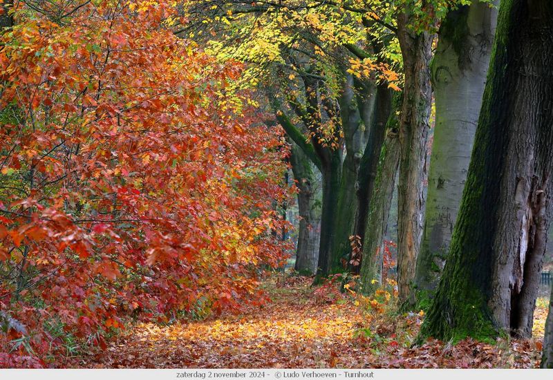 Autumn colours / Herfstkleuren