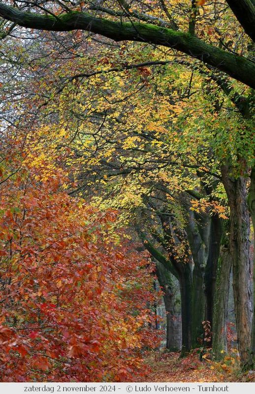 Autumn colours / Herfstkleuren