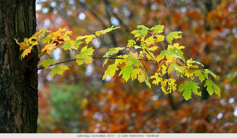 Autumn colours / Herfstkleuren