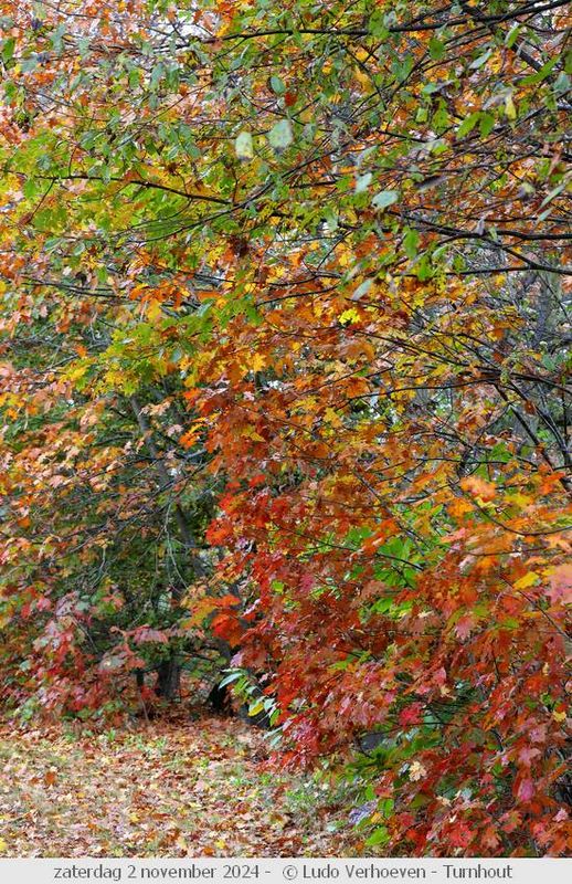 Autumn colours / Herfstkleuren