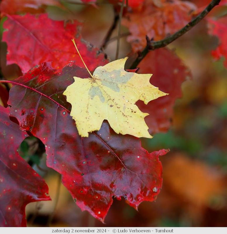 Autumn colours / Herfstkleuren