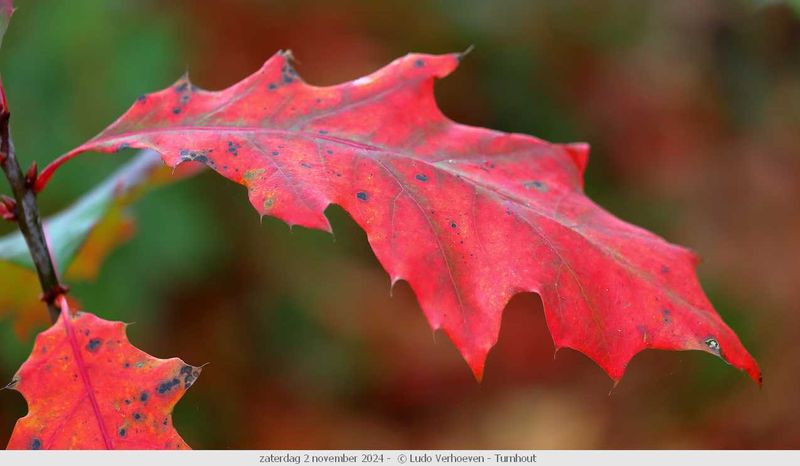 Autumn colours / Herfstkleuren