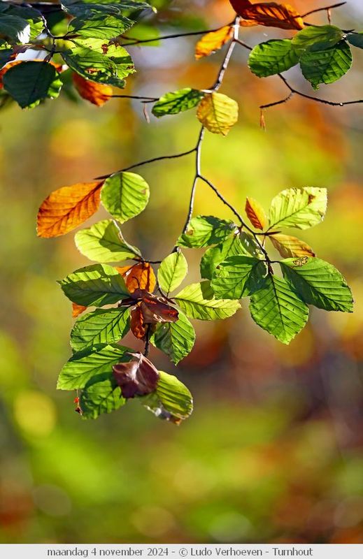 Autumn colours / Herfstkleuren