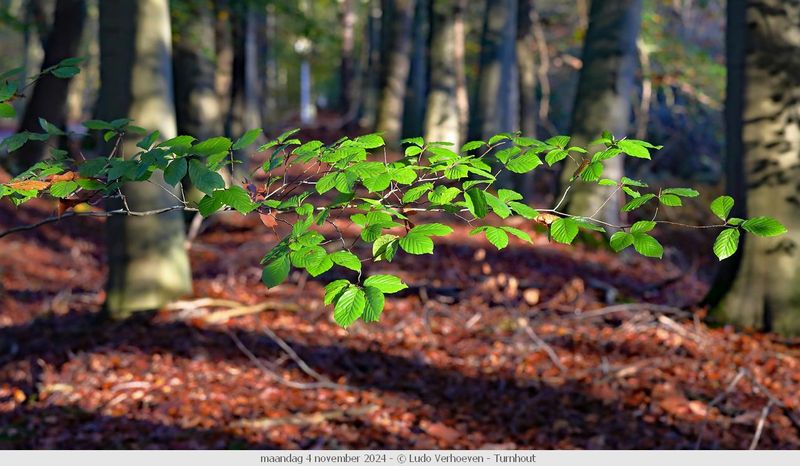 Autumn colours / Herfstkleuren