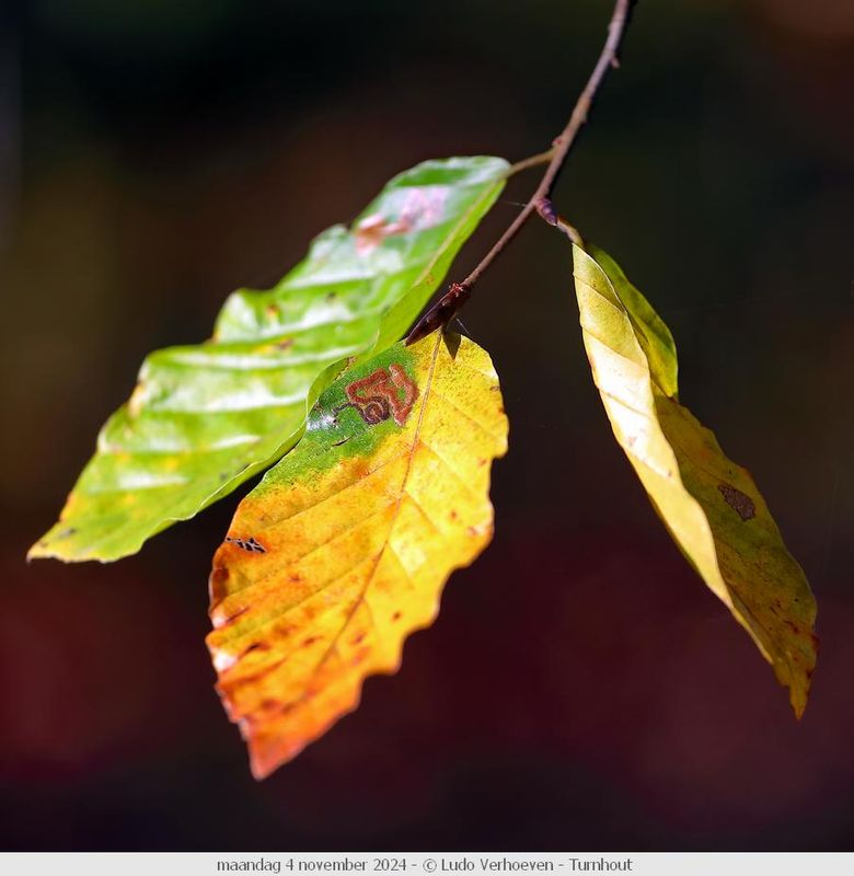 Autumn colours / Herfstkleuren