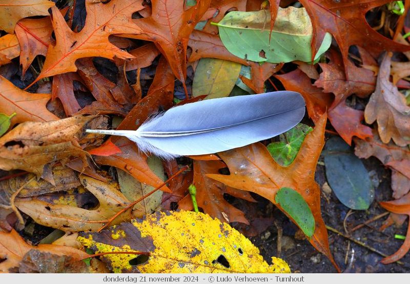 Autumn colours / Herfstkleuren