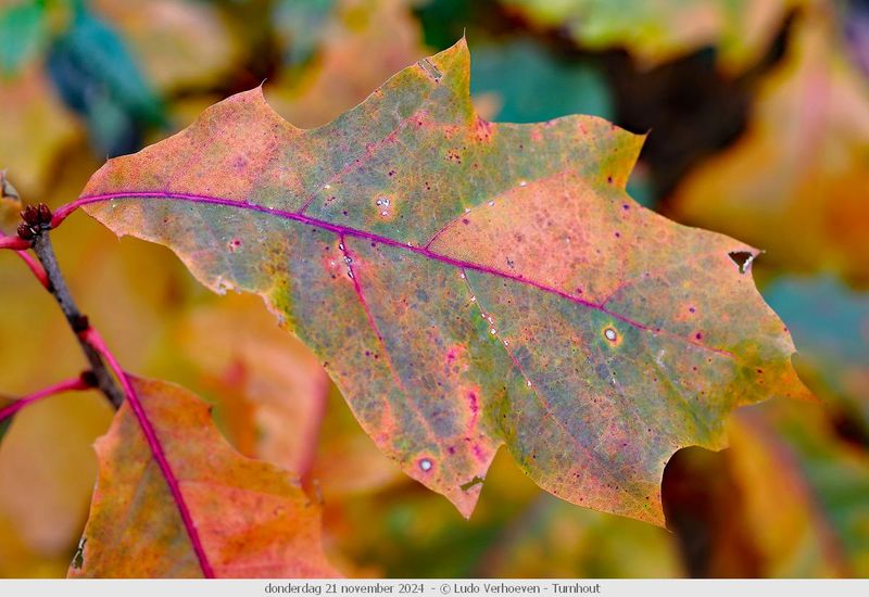 Autumn colours / Herfstkleuren
