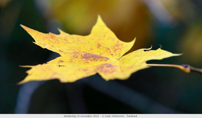 Autumn colours / Herfstkleuren