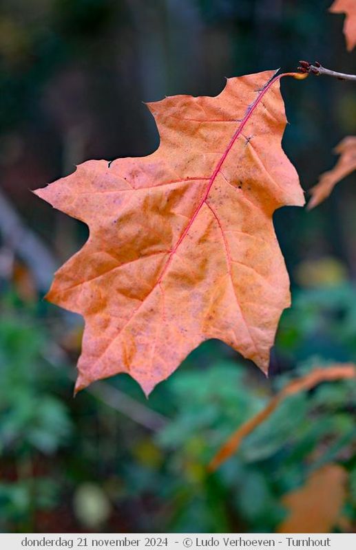 Autumn colours / Herfstkleuren
