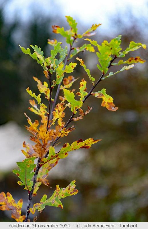 Autumn colours / Herfstkleuren