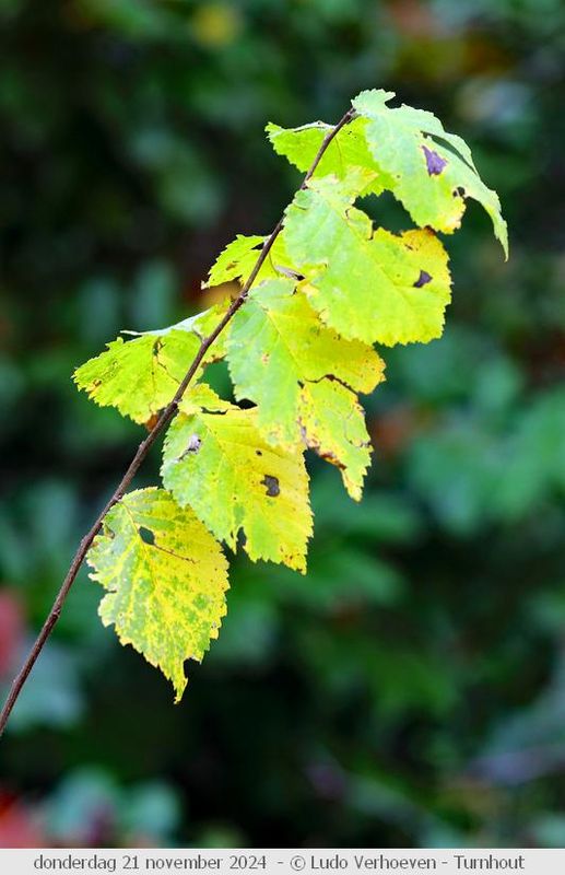 Autumn colours / Herfstkleuren