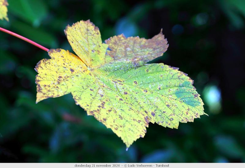 Autumn colours / Herfstkleuren